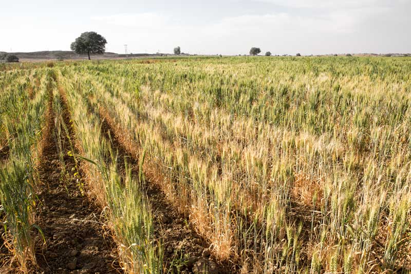 Wheat crop in Masurdi Khadin-A Nature-Based Solution for Water for Agriculture in Thar Desert, Jaisalmer district, Rajasthan